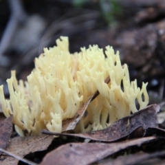 Ramaria sp. (genus) (A Coral fungus) at Moruya, NSW - 30 Jun 2021 by LisaH