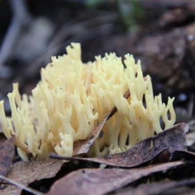 Unidentified Coralloid fungus, markedly branched at Moruya, NSW - 30 Jun 2021 by LisaH