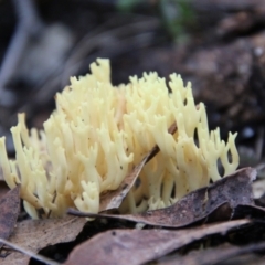Unidentified Coralloid fungus, markedly branched (TBC) at Moruya, NSW - 30 Jun 2021 by LisaH