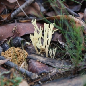 Ramaria sp. at Moruya, NSW - suppressed