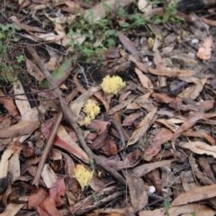 Ramaria sp. at Moruya, NSW - suppressed