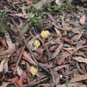 Ramaria sp. at Moruya, NSW - suppressed