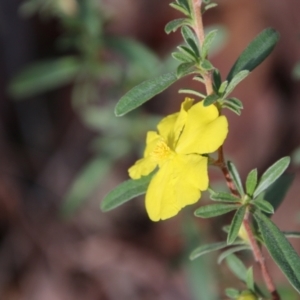 Hibbertia diffusa at Moruya, NSW - suppressed