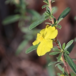 Hibbertia diffusa at Moruya, NSW - 30 Jun 2021