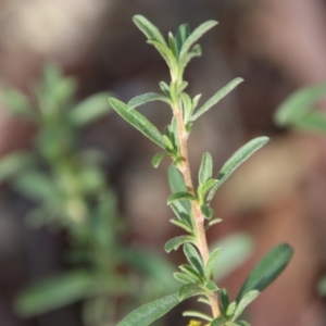 Hibbertia diffusa at Moruya, NSW - suppressed