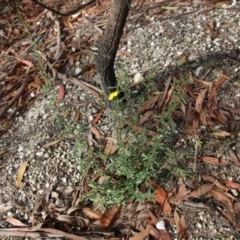 Hibbertia diffusa at Moruya, NSW - suppressed