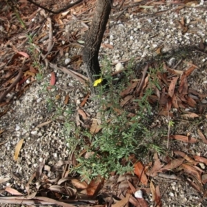 Hibbertia diffusa at Moruya, NSW - 30 Jun 2021
