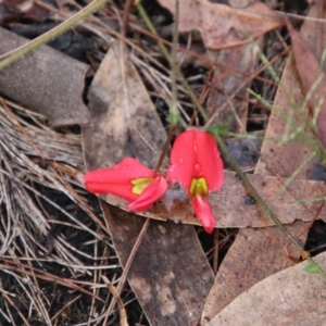 Kennedia prostrata at Moruya, NSW - suppressed