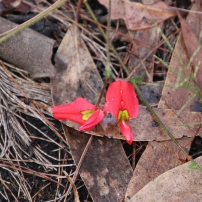 Kennedia prostrata (Running Postman) at Moruya, NSW - 30 Jun 2021 by LisaH