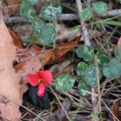 Kennedia prostrata at Moruya, NSW - suppressed