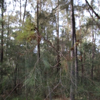 Allocasuarina littoralis at Moruya, NSW - 30 Jun 2021 by LisaH