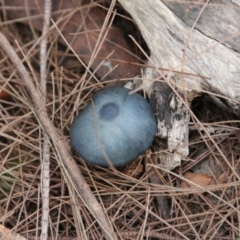 Unidentified Fungus at Moruya, NSW - 30 Jun 2021 by LisaH