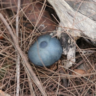 Unidentified Fungus at Moruya, NSW - 30 Jun 2021 by LisaH