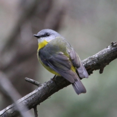 Eopsaltria australis (Eastern Yellow Robin) at Broulee Moruya Nature Observation Area - 30 Jun 2021 by LisaH