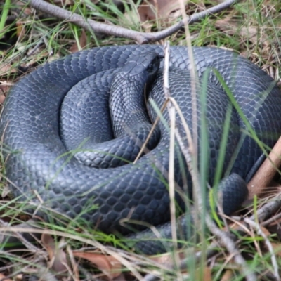 Pseudechis porphyriacus (Red-bellied Black Snake) at Broulee Moruya Nature Observation Area - 30 Jun 2021 by LisaH