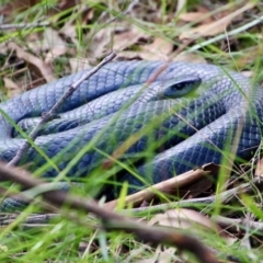 Pseudechis porphyriacus at Moruya, NSW - suppressed