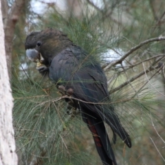 Calyptorhynchus lathami lathami (Glossy Black-Cockatoo) at Broulee Moruya Nature Observation Area - 1 Jul 2021 by LisaH