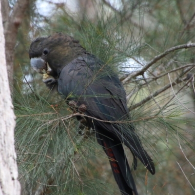 Calyptorhynchus lathami lathami (Glossy Black-Cockatoo) at Broulee Moruya Nature Observation Area - 1 Jul 2021 by LisaH