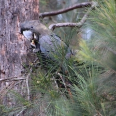 Calyptorhynchus lathami lathami at Moruya, NSW - suppressed