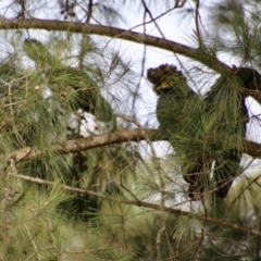 Calyptorhynchus lathami lathami at Moruya, NSW - 1 Jul 2021