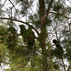 Calyptorhynchus lathami lathami at Moruya, NSW - suppressed