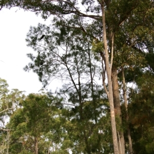 Calyptorhynchus lathami lathami at Moruya, NSW - suppressed