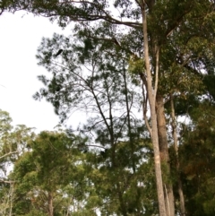 Calyptorhynchus lathami at Moruya, NSW - 1 Jul 2021