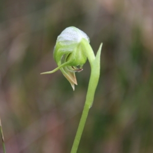 Pterostylis nutans at Moruya, NSW - 1 Jul 2021