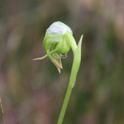 Pterostylis nutans (Nodding Greenhood) at Moruya, NSW - 1 Jul 2021 by LisaH