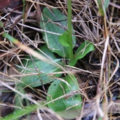 Pterostylis nutans at Moruya, NSW - suppressed