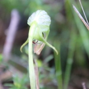 Pterostylis nutans at Moruya, NSW - suppressed