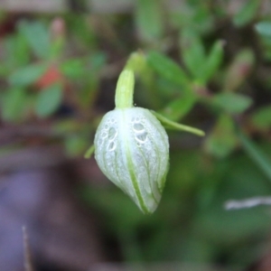 Pterostylis nutans at Moruya, NSW - suppressed