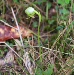 Pterostylis nutans at Moruya, NSW - suppressed