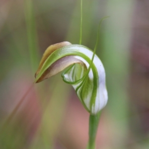 Pterostylis grandiflora at Moruya, NSW - 1 Jul 2021