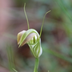 Pterostylis grandiflora at Moruya, NSW - 1 Jul 2021