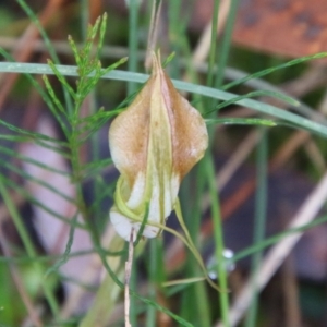 Pterostylis grandiflora at Moruya, NSW - 1 Jul 2021