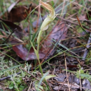 Pterostylis grandiflora at Moruya, NSW - 1 Jul 2021