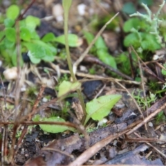 Pterostylis grandiflora at Moruya, NSW - 1 Jul 2021