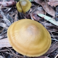 Dermocybe austroveneta (Green Skinhead) at Cook, ACT - 1 Jul 2021 by drakes