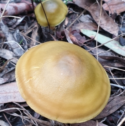 Dermocybe austroveneta (Green Skinhead) at Cook, ACT - 1 Jul 2021 by drakes
