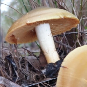 Dermocybe austroveneta at Cook, ACT - 1 Jul 2021