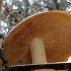 Cortinarius austrovenetus at Cook, ACT - 1 Jul 2021 10:40 AM