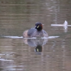 Tachybaptus novaehollandiae (Australasian Grebe) at Jerrabomberra, NSW - 1 Jul 2021 by RodDeb