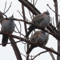 Ocyphaps lophotes (Crested Pigeon) at QPRC LGA - 1 Jul 2021 by RodDeb