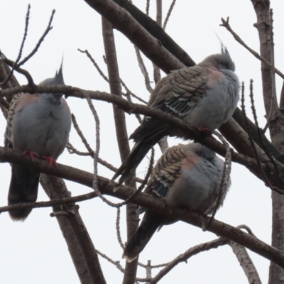 Ocyphaps lophotes (Crested Pigeon) at QPRC LGA - 1 Jul 2021 by RodDeb