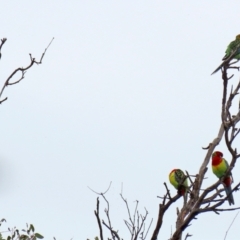 Platycercus eximius (Eastern Rosella) at Jerrabomberra, NSW - 1 Jul 2021 by RodDeb