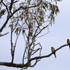 Platycercus eximius at Jerrabomberra, NSW - 1 Jul 2021