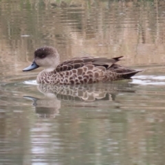 Anas gracilis (Grey Teal) at Undefined Area - 1 Jul 2021 by RodDeb