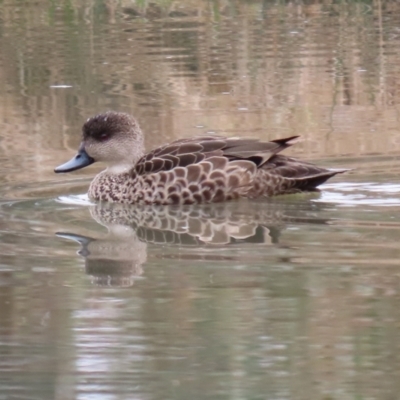 Anas gracilis (Grey Teal) - 1 Jul 2021 by RodDeb