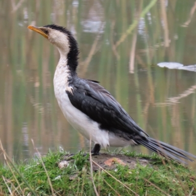 Microcarbo melanoleucos (Little Pied Cormorant) at Jerrabomberra, NSW - 1 Jul 2021 by RodDeb